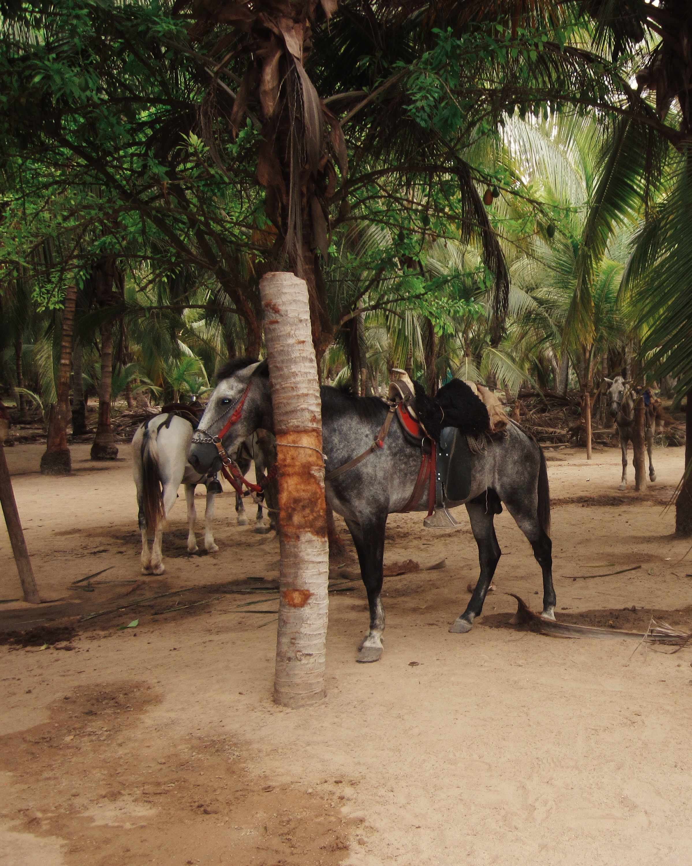 Tayrona La Agencia Travelers