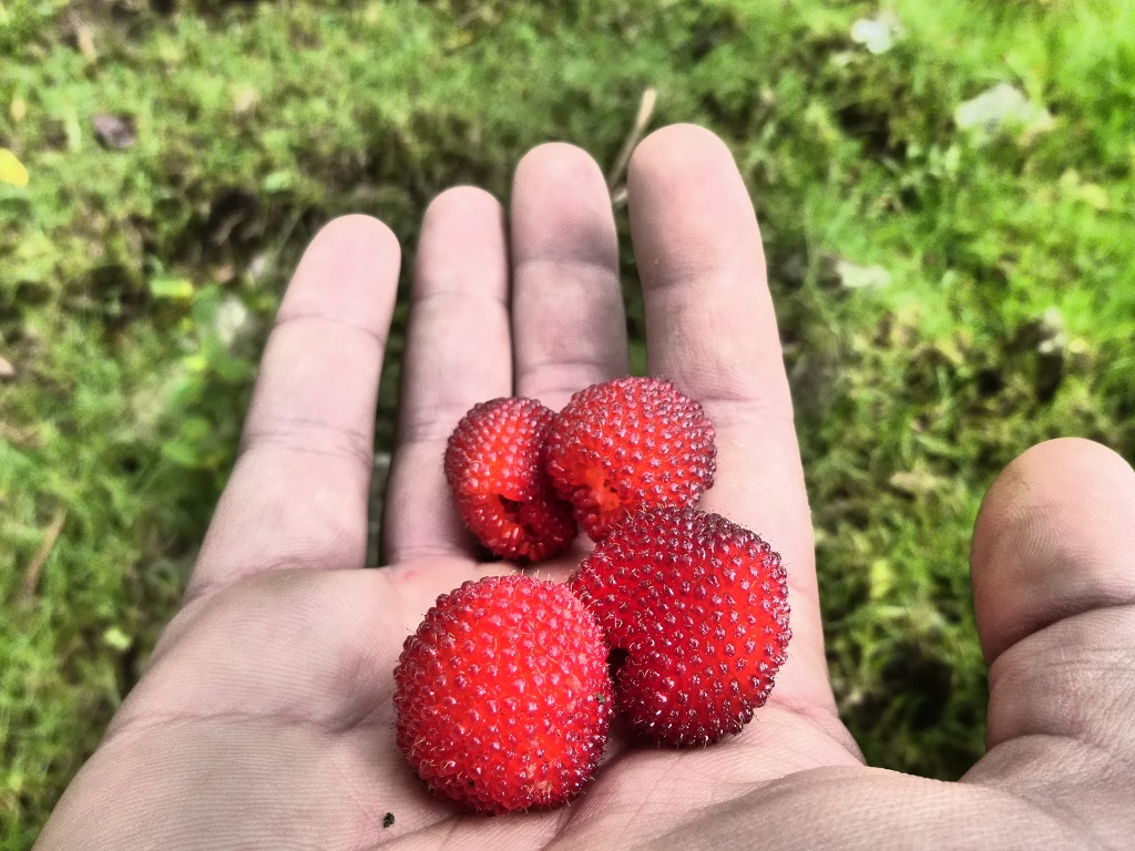 Frambuesas silvestres!!