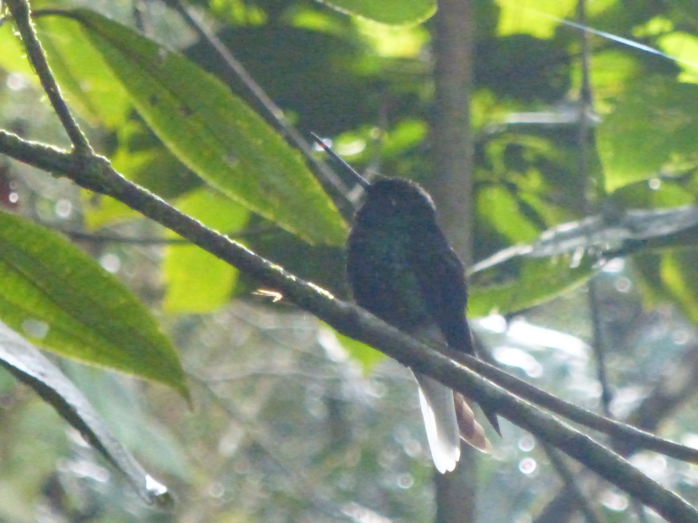 Aves endémicas!! Aquí hay muchas.