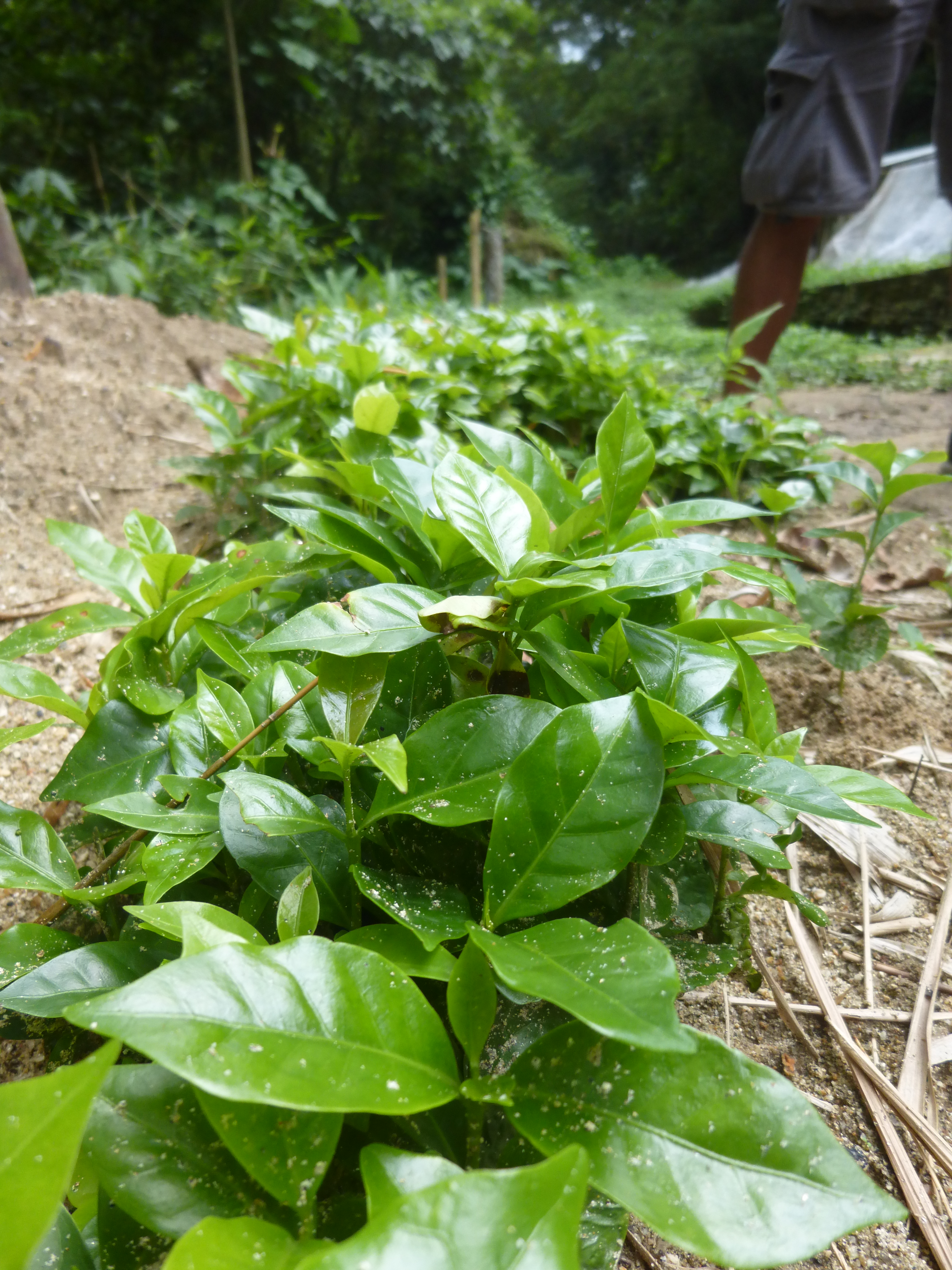 Pequeñas Plantas de Café