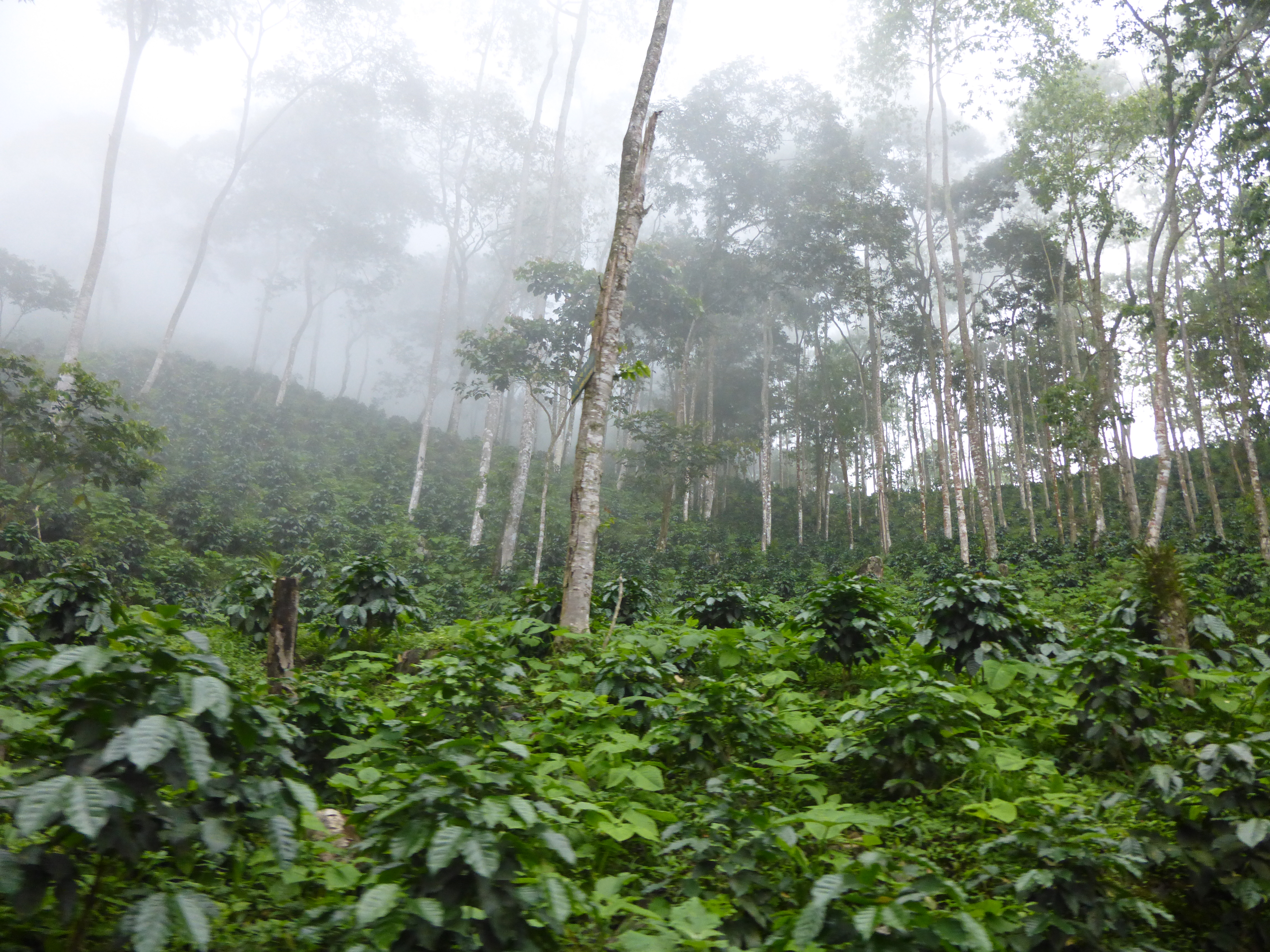 La plantación de café.