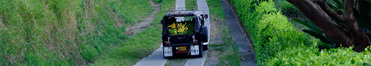 El-Descanso-del-Duque-bananen