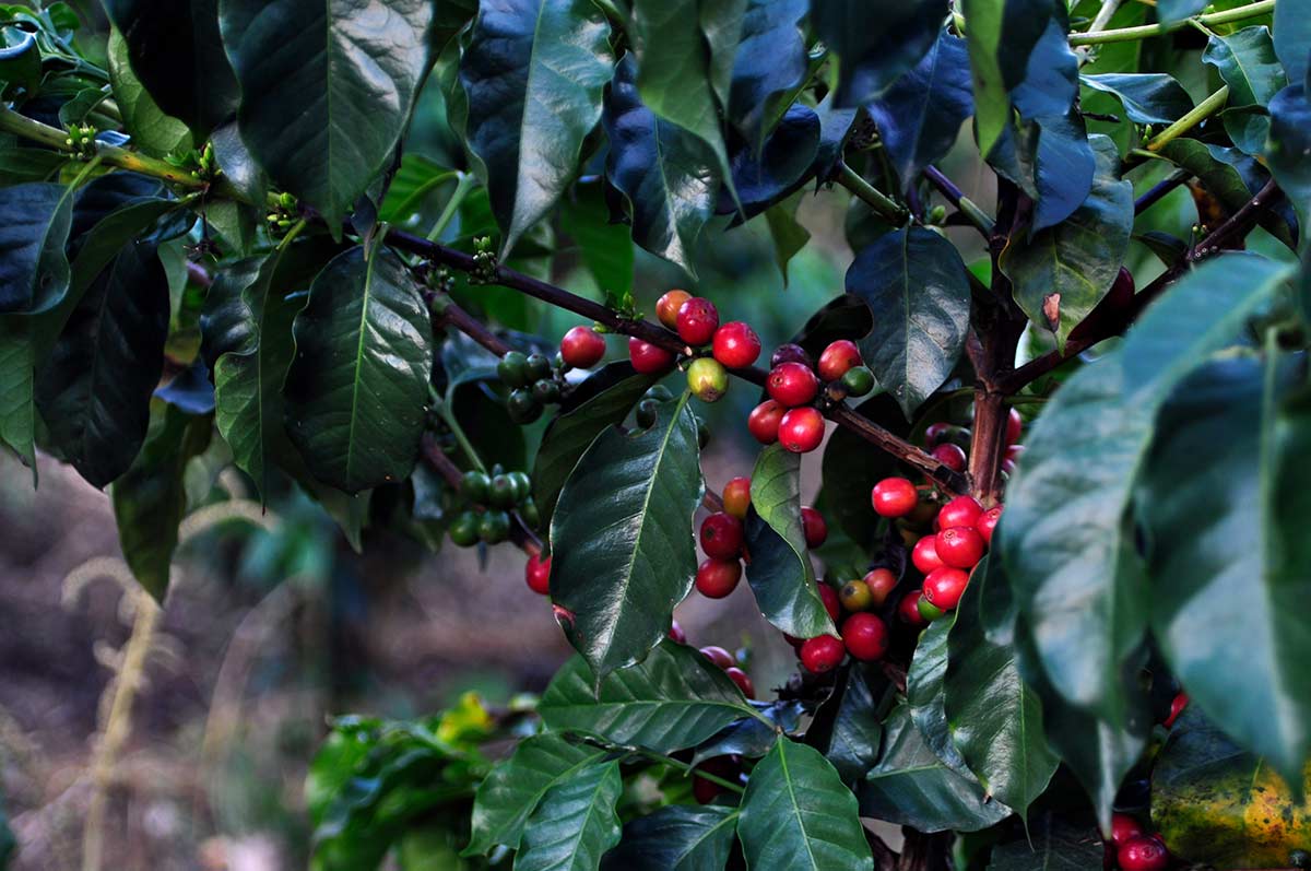 El-Descanso-del-Duque-coffee