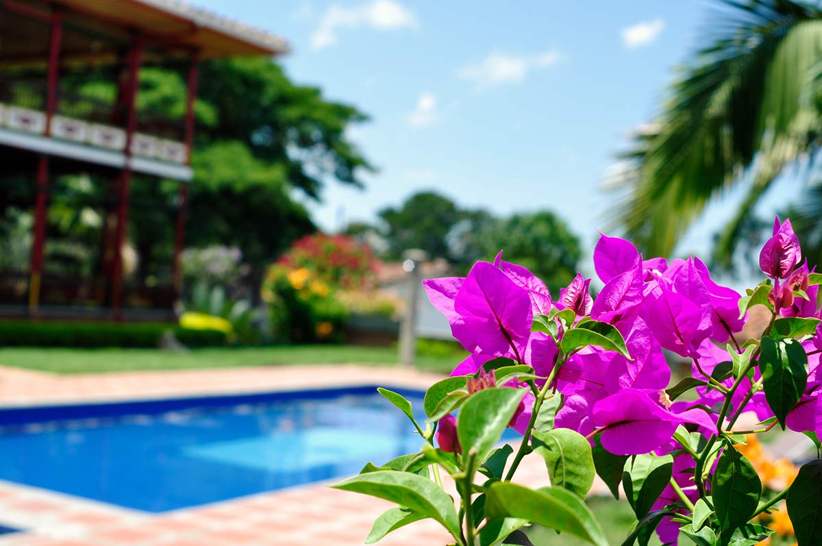 El-Descanso-del-Duque-flower