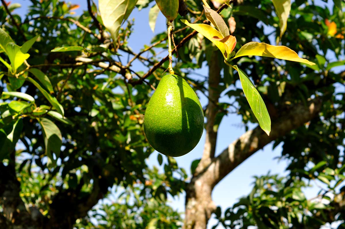 El-Descanso-del-Duque_plantage